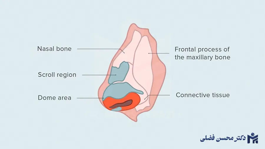 دلایل ایجاد قوز بینی بعد از عمل + راه حل