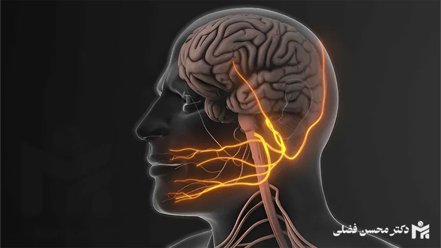 مسیر عصب صورت؛ عصب 7-فاسیال