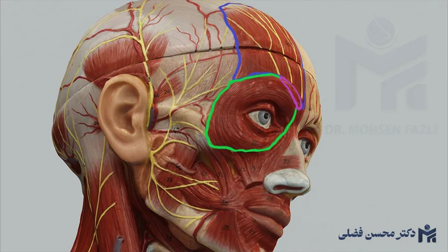 مسیر عصب صورت؛ عصب 7-فاسیال